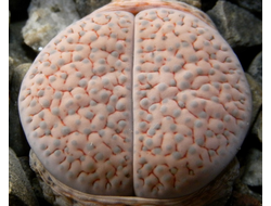 Lithops fulviceps v.lactinea C222 (MG) - 10 семян