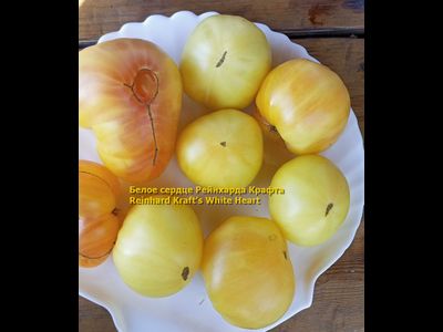 Томат Белое сердце Р. Крафта (Reinhard Kraft’s White Heart)