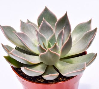 Echeveria Silver Queen