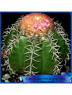 Melocactus matanzanus