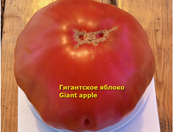 Томат Гигантское яблоко (Giant Apple, Сербия)