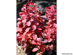 Барбарис Тунберга Pink Perfection - фото листвы - красовский-сад.рф