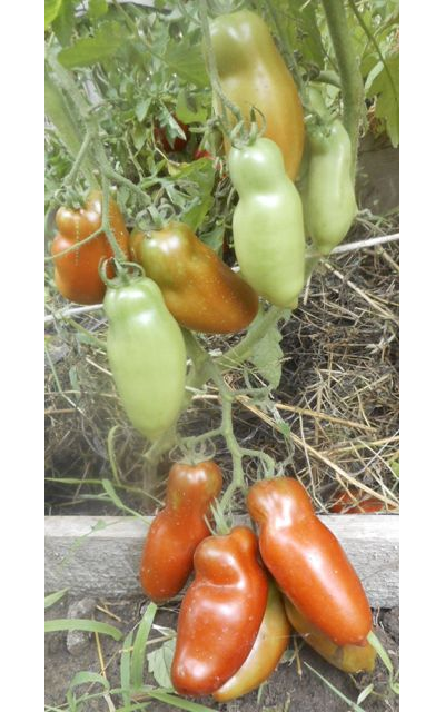 Томат Перцевидный черный