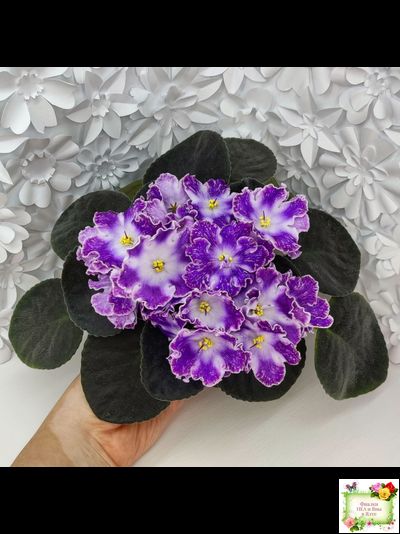 DS-Изюм (Dimetris) 2014 г. (лист с детками укоренённый)