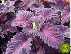 КОЛЕУС РАССАДА (разные расцветки) 4 шт