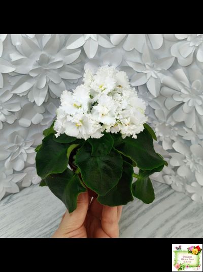 ML-Облако в Горах (Miniviolets Lux) 2022 г. (лист посажен 25.01.26)