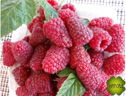 МАЛИНА "ИЗОБИЛЬНАЯ КАЗАКОВА" (СРЕДНЕСПЕЛАЯ, БЕСШИПНАЯ)