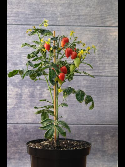 Томат LITTLE HEARTBREAKER (Маленький сердцеед), 10 шт