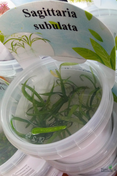 Сагиттария субулата (меристемная)