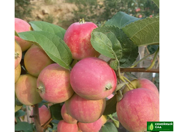 Яблоня "Жебровское"