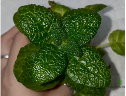 синнингия "Bullata"