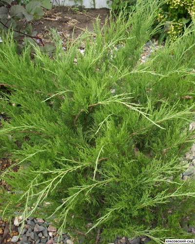 Можжевельник казацкий Кнап Хилл - Knap Hill