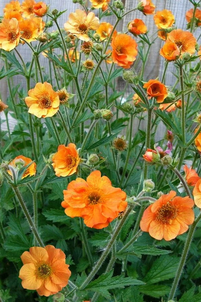 Гравилат в ассортименте