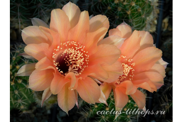 ECHINOPSIS hybrid `VENSKIJ VAL`S