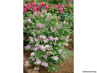 Сирень отклоненная Miss Kim