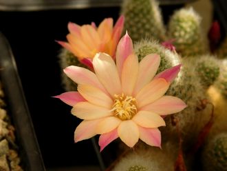 Rebutia hybr. ‘Sunrise’  - 5 семян