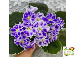 ВаТ-Монарх (Т. Валькова) 2016 г.