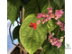 Clerodendrum Splendens / Клеродендрум блестящий (красные цветки)