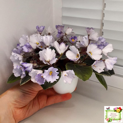 Rob's Pewter Bells (R. Robinson) 07/06/1992