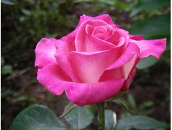 Верди (Verdi ) LLORENS