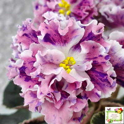 ТФ-Confetti (Т. Фурлетова) 2024 г. (лист с детками посажен 13.07.25)