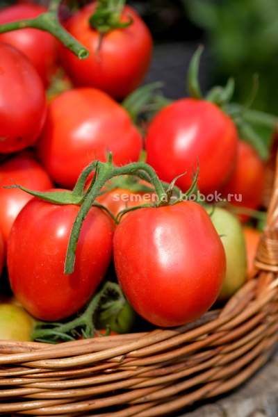 Томат Царица Полей, 10 шт