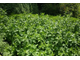 Мята сладкая (Mentha spicata) Египет, 5 мл - 100% натуральное эфирное масло