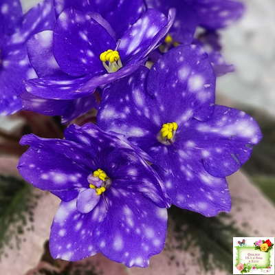 Rivermist Heavenly (J. Baker) (10985) NEW 05/21/2018