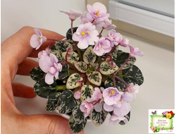 Precious Pixie (S.Sorano) (3 листа с детками в 1 стаканчике)