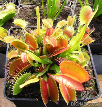 Dionaea muscipula Giant rosetted