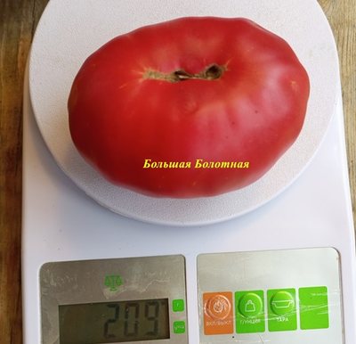 Томат Большая болотная (Grosse des Marais)