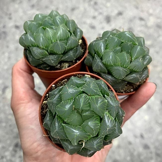 Хавортия Купера Пилифера - Haworthia cooperi var. pilifera, Haworthia cooperi Baker