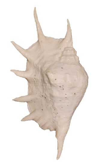 Lambis truncata, лямбис, трунката, ракушка, раковина, морская, океан, большая, shell, sea, кассис