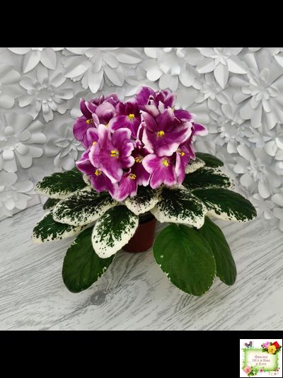 KZ-Источник Вдохновения (И. Заикина) 2023 г.