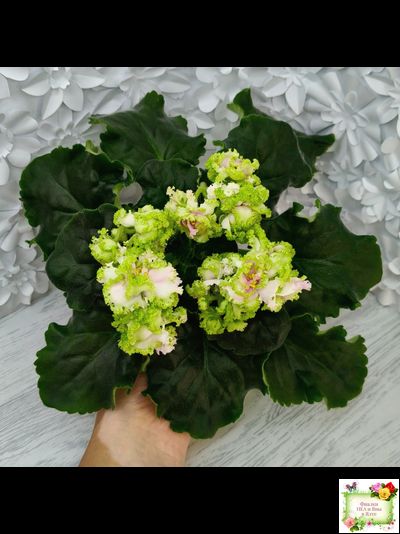 ЛЕ-Денди (Е. Лебецкая) 2011 г.