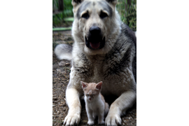 Макаренко А А "Дружба"