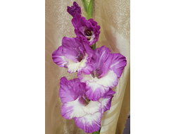 26) Афродита (3раз)