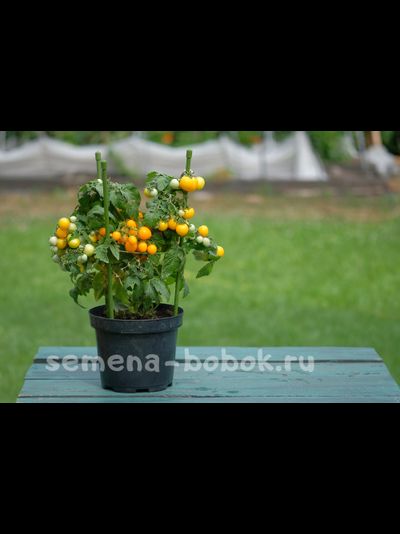Томат Оранжевая Шапочка, 10 шт