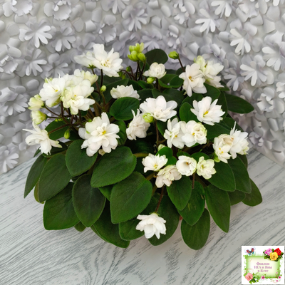 ЛЕ-Жемчужинка (Е. Лебецкая) 2018 г. трейлер