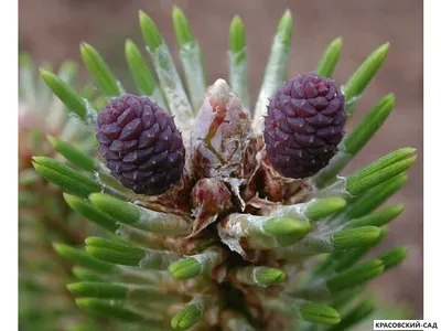 Сосна черная Орегон Грин - Oregon Green