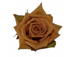 Розы премиум-класса