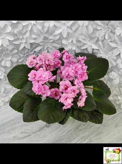 Dresden Doll (P. Harris) (7259) 11/24/1989 трейлер