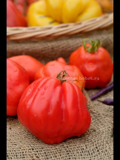 Томат Скифея (Скифская Фея), 10 шт