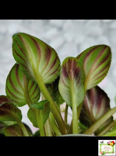 LV-Есть Время (Л. Шевелева) 2025 г. трейлер (пасынок посажен 20.01.26)