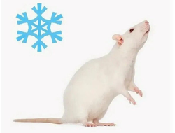 Крысы кормовые замороженные