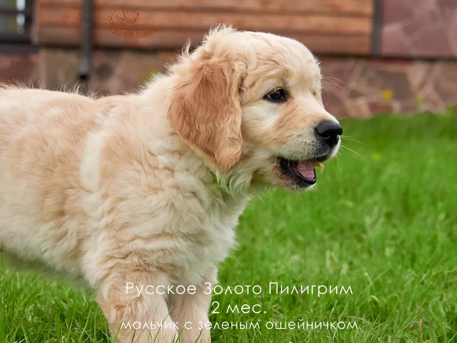2 месяца. Мальчик ЗЕЛЕНЫЙ ошейничек