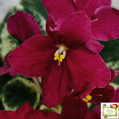 Mac's O'Scarlet O'Hara (G.McDonald) (Макс ОСкарлет Охара)