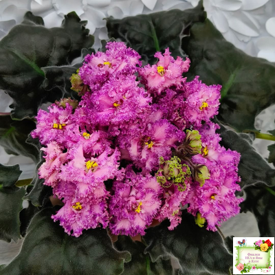 БР-Сочная Ягодка Люкс (С. и Н. Буркацкие) 2022 г.