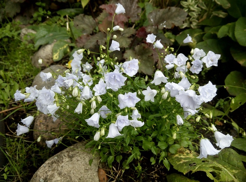 КОЛОКОЛЬЧИК, РОМАШКА - элизабет оливер