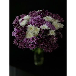 Хризантема кустовая микс 25 шт